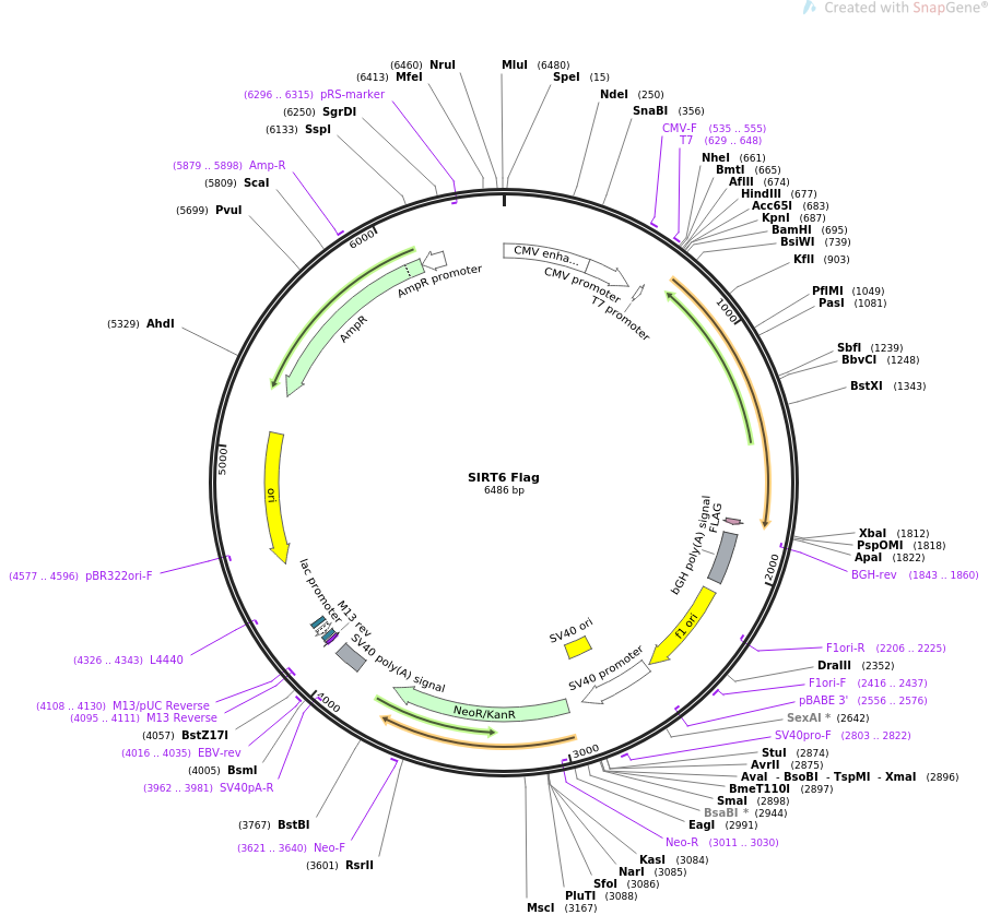 SIRT6 Flag质粒图谱